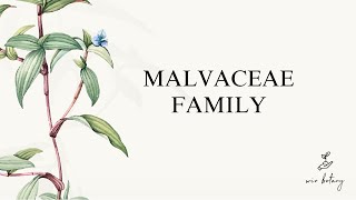 MALVACEAE FAMILY  NEET [upl. by Able987]