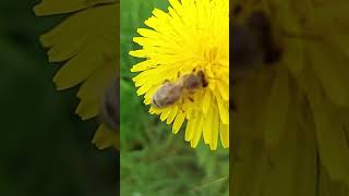 Bee has something on its leg nature [upl. by Luciana]