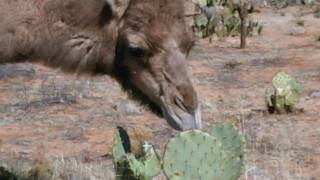 Camels eating cactus [upl. by Clemen]