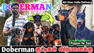 DOBERMAN Pinscher Puppies For Sale  All About Doberman Dog  Doberman Maintenance Tamil  Sky Media [upl. by Twila]