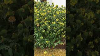 Jerusalem sage Phlomis fruticosa  shrub  June 2018 [upl. by Shirleen727]