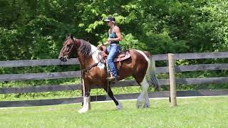 REAL COOL GYPSY PAINT CROSSBRED GELDING WELL BROKE AND GENTLE FLASHY AND FUN [upl. by Oruasi411]