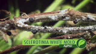 Sclerotinia White Mold 1005 Air Date 7917 [upl. by Aulea]