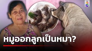 หมูออกลูกเป็นหมา  24 สค 67  ข่าวใหญ่ช่อง8 [upl. by Neahs570]