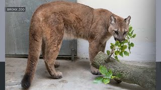 Pet Cougar Rescued From Bronx Apartment [upl. by Norre]