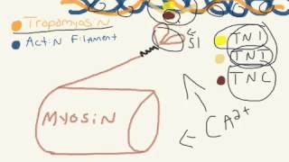 What is Troponin [upl. by Ddal]