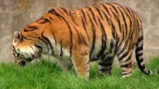 Tygrysy Syberyjskie  Sibirischer Tiger  Siberian Tiger [upl. by O'Toole918]