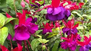 Fuchsia Pruning and Care Tips [upl. by Traver]