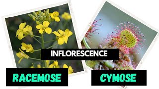 Inflorescence  Racemose  Cymose  Difference between Racemose and Cymose [upl. by Belamy]