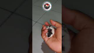 Hamster Campbell Panda yang Manja hamster hamstepanda hamsterimut [upl. by Nywloc]