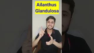 Ailanthus Glandulaoda Homeopathic Medicine shorts youtubeshorts [upl. by Ja]