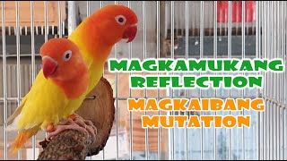 MAGKAMUKA  MAGKAIBANG MUTATION [upl. by Neraa]