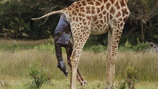 How Giraffe giving birth in wild [upl. by Meldon770]