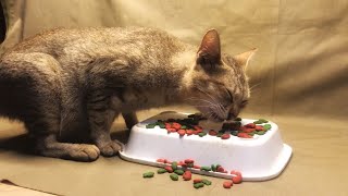 Pregnant Mother Cat Eating Frst Time​ Asmr [upl. by Alleunam]