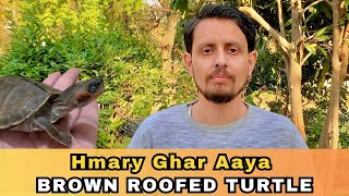 Hmary Ghar Aaya Brown Roofed Turtle [upl. by Bowlds988]