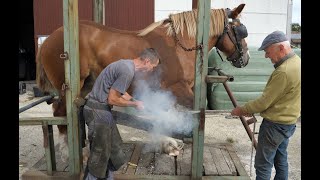 Belgian Draft Horses farrier is a profession for strong men [upl. by Pierre448]