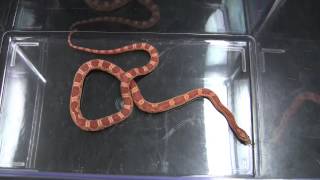 Corn Snake feeding [upl. by Watters440]