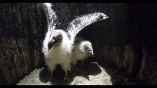 Turkey Vulture Chicks Hiss and Hiss [upl. by Martynne]