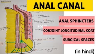 Anal Canal  2  Musculature of Anal Canal [upl. by Eriha134]