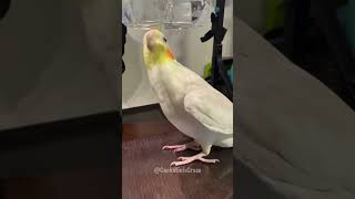 Adorable Cockatiels Cute Singing Moments 😍 cockatielscraze [upl. by Netsriik]