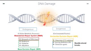 DNA Repair Mechanisms Part 1 [upl. by Bonner]