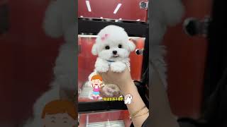 Today I have a special Bichon Frize for my family Have you heard about the last one Kuai is so cu [upl. by Higginson]