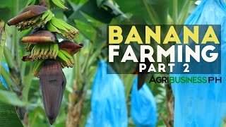 How to grow Banana Tree Part 2  Banana Farm Management  Agribusiness Philippines [upl. by Hubert]