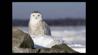 Snowy Owls in Quebec [upl. by Ahsekad119]