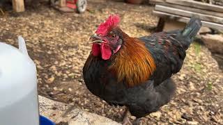 French Black Copper Marans drinking closeup and in Slow motion 1080HD [upl. by Nordek]