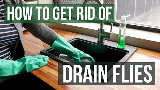 How to Get Rid of Drain Flies 4 Easy Steps [upl. by Manthei]