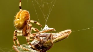 Araneus quadratus  the Fourspot orbweaver [upl. by Airotciv]