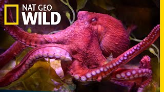 Octopuses 101  Nat Geo Wild [upl. by Onyx]