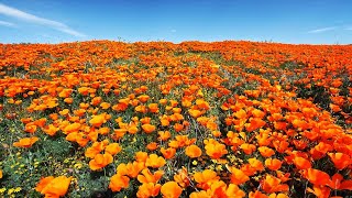 California Spring Flowers In 4K UHD  AmbientDrone Film  Healing Music  Southern California 2019 [upl. by Cioban]