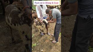 గొర్రెలుమేకలకు కాలిపుండ్లు footrot in Sheep amp Goat treatment surivet [upl. by Grady942]