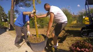 Messa a dimora alberi di tiglio con miniescavatore [upl. by Dix]