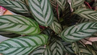 calathea plant care  कैलेथिया पौधे की निगा [upl. by Biddle414]