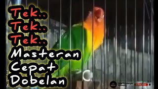 Masteran Lovebird Dobelan Lovebird Jantan Betina Balibu Manapun Akan Cepat Minor Dengar Suara Ini [upl. by Tol]