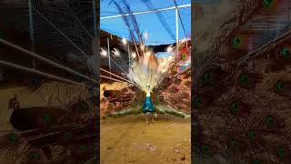 Beautiful peacock peacock beauty viralvideo shorts [upl. by Zoba591]