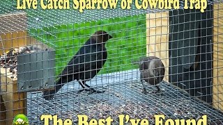 House Sparrow Facts How to Trap Sparrows with a Live Catch System They kill Eastern Bluebirds [upl. by Daenis]