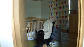 Rottweiler causing a baby laugh attack 2 [upl. by Grose]