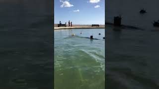 Gorleston model boat club sailing on the the yacht pond [upl. by Oryaj]