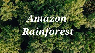 Amazon Rainforest  4k Drone Footage [upl. by Inavihs]