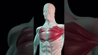 Anatomy of the Chest Muscles Pectoralis Major and Pectoralis Minor [upl. by Zirtaeb]