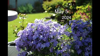 Garden Diary Early May ll Blue Plumbago ll 花園更新 ll 478 [upl. by Araihc]