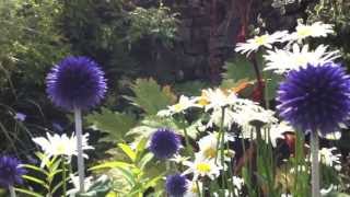 Echinops The Globe Thistles [upl. by Normalie73]