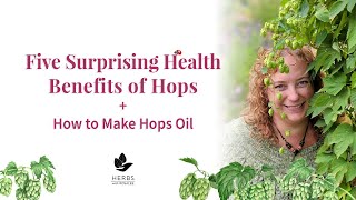 Medicinal Hops Benefits  Humulus lupulus  Hops Oil Recipe [upl. by Berke]