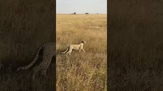 Acinonyx jubatus 🐆 chita guepardo africa safari wildlife animals [upl. by Dagall885]