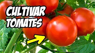 Como CULTIVAR TOMATES con Éxito 🍅 Consejos y Trucos  La Huerta de Ivan [upl. by Eenwat]