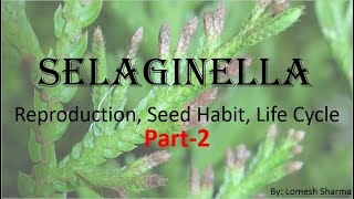 Selaginella Reproduction Seed Habit and Life Cycle [upl. by Middleton]