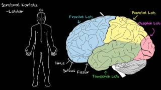 Serebral Korteks Sağlık ve Tıp Sinir Sistemi Fizyolojisi Psikoloji  Davranış [upl. by Pansy557]